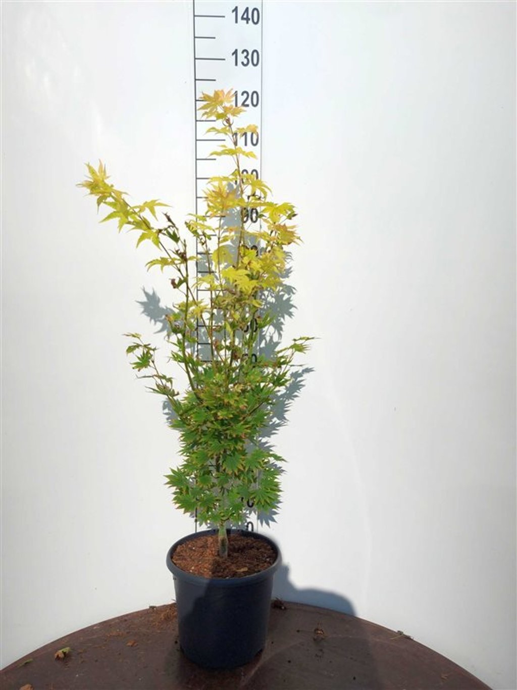 Acer shirasawanum 'Jordan' - C10 80-100 CM